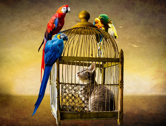 Cat trapped in bird cage looking at parrots outside of it