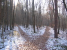 Splitting path in a desolate forest