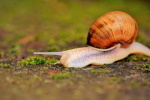 Snail